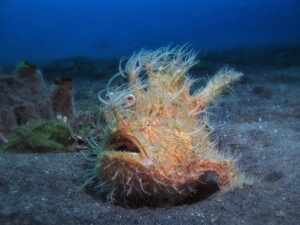 ¿Has probado alguna vez el Muck Dive?