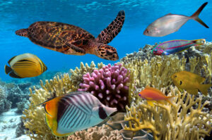 KOMODO Y FLORES: BUCEO, DRAGONES Y ALDEAS POR LAS NUBES